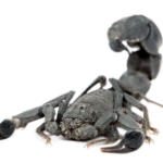 Arabian fattail scorpion (Androctonus crassicauda)