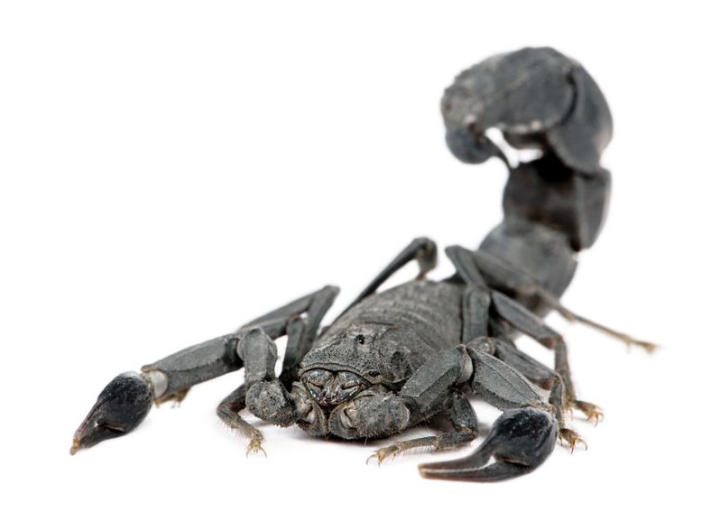 Arabian fattail scorpion (Androctonus crassicauda)