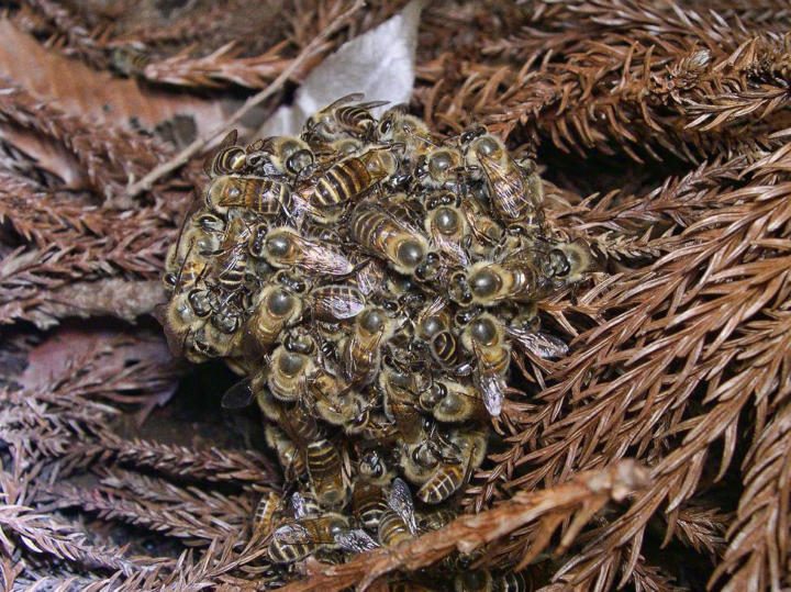 Japanese honey bees vs giant hornet