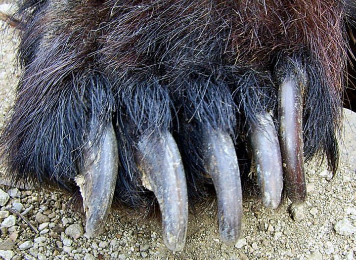 Black bear claws