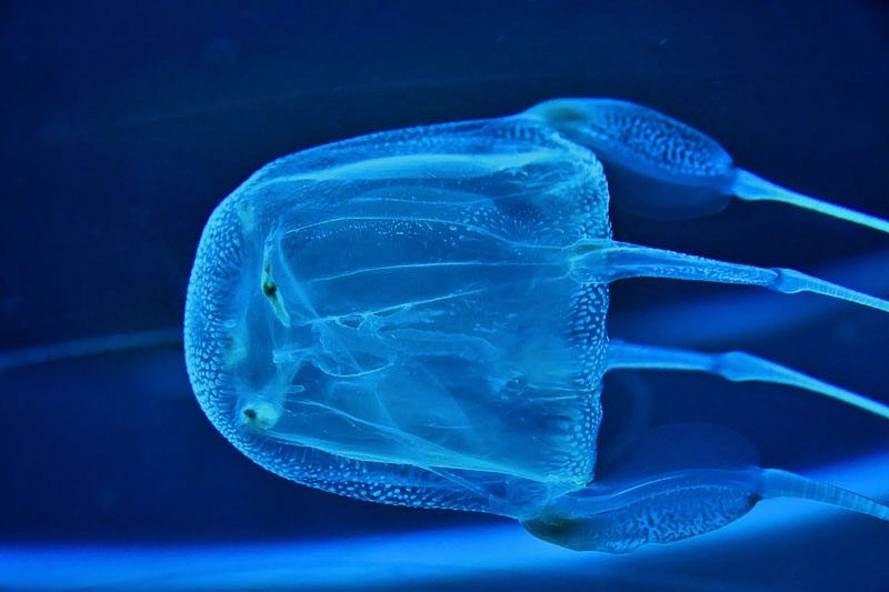 Box Jellyfish - the most dangerous jellyfish on earth