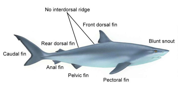 Bull Shark Facts – Planet Deadly