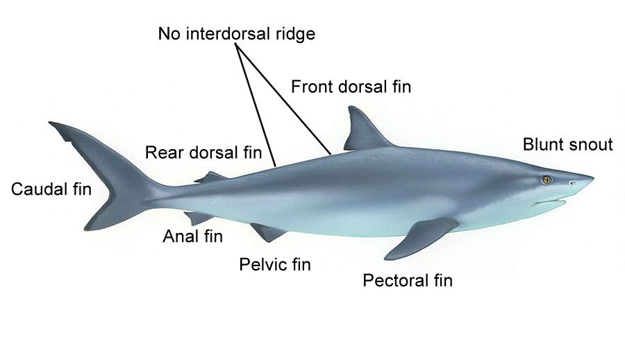 Bull shark diagram