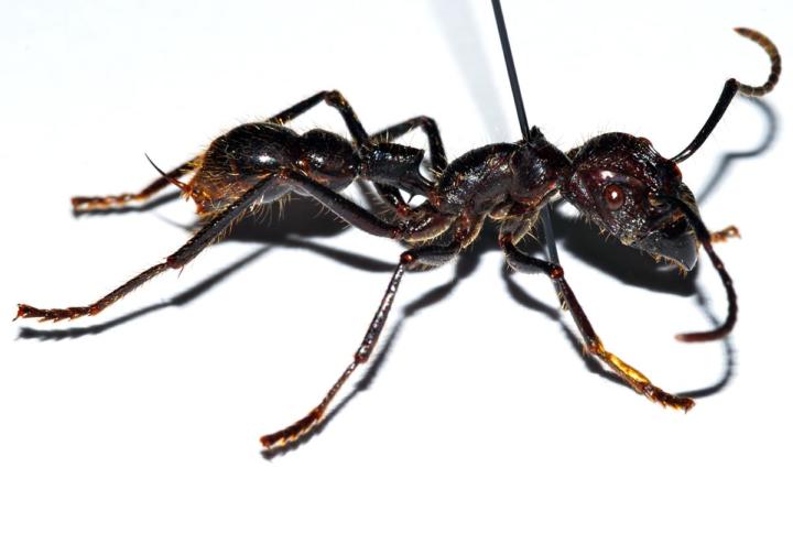 Bullet Ant (Paraponera clavata)