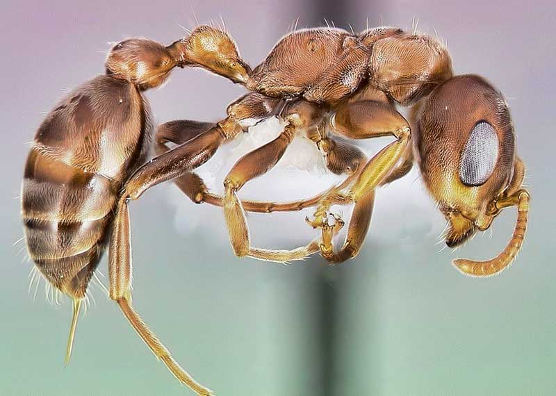 Bullhorn acacia ant