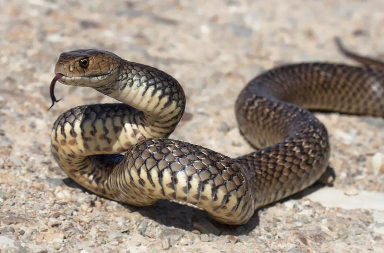 Worlds 10 Deadliest Snakes – Planet Deadly