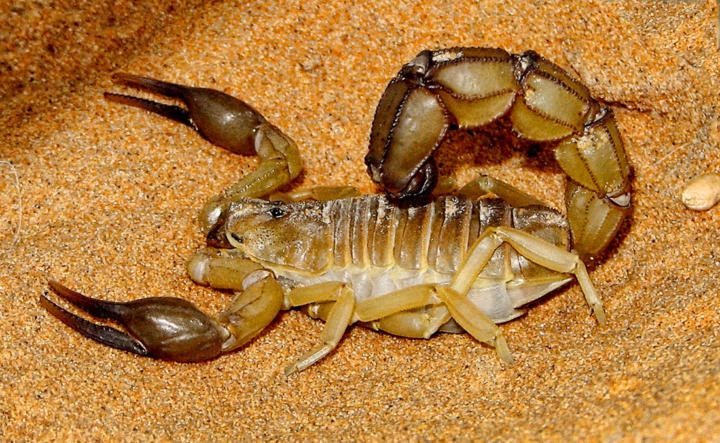 Fattail Scorpion (Androctonus sp.)