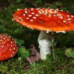 Most Poisonous Mushrooms