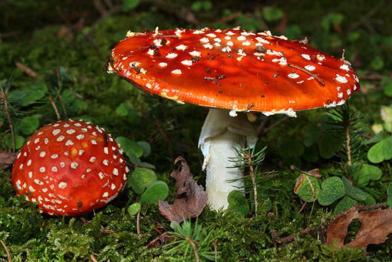 Most Poisonous Mushrooms – Planet Deadly