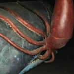 Giant squid vs Sperm whale