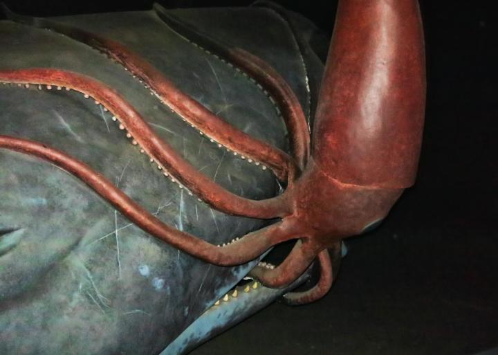 Giant squid vs Sperm whale