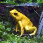 Golden dart frog