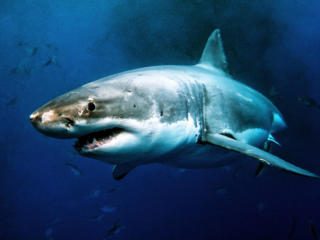 Great White Shark - Carcharodon carcharias