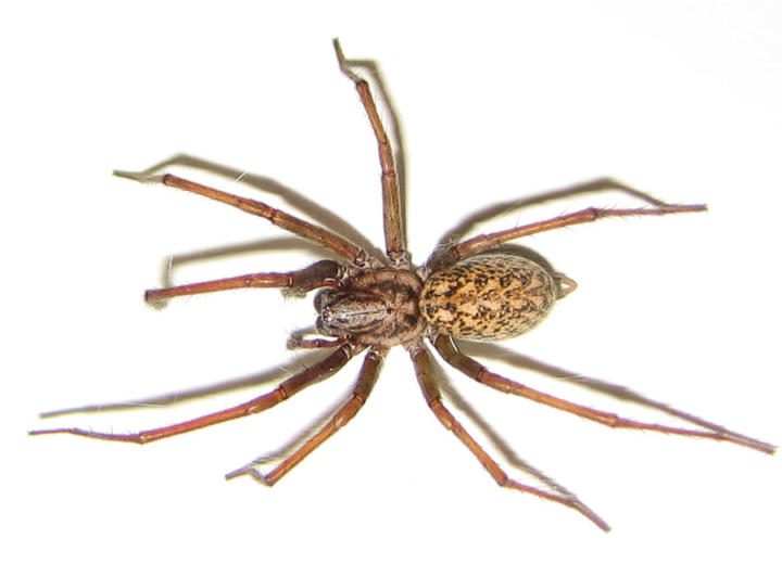 Hobo spider (Tegenaria agrestis)