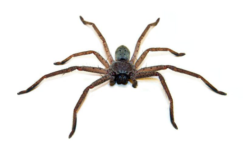 Australian huntsman spider