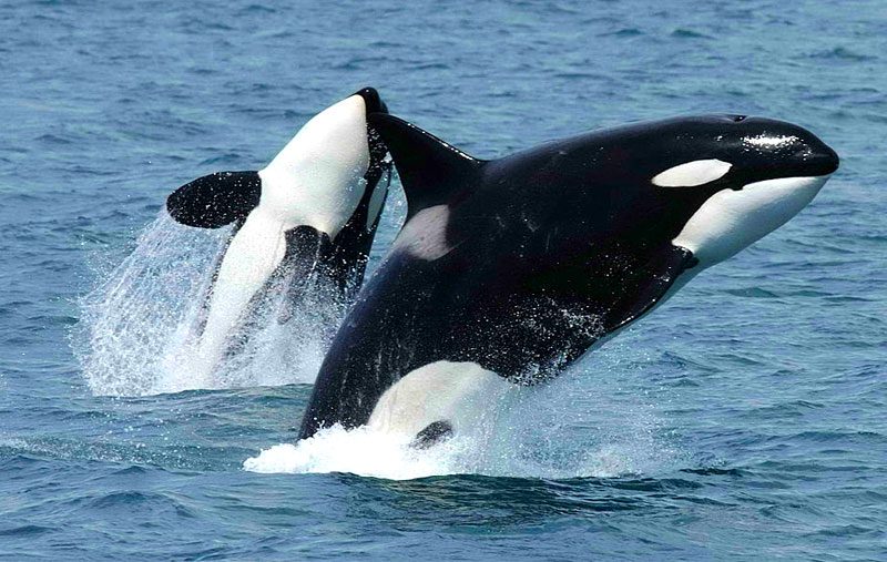 Killer Whales / Orca