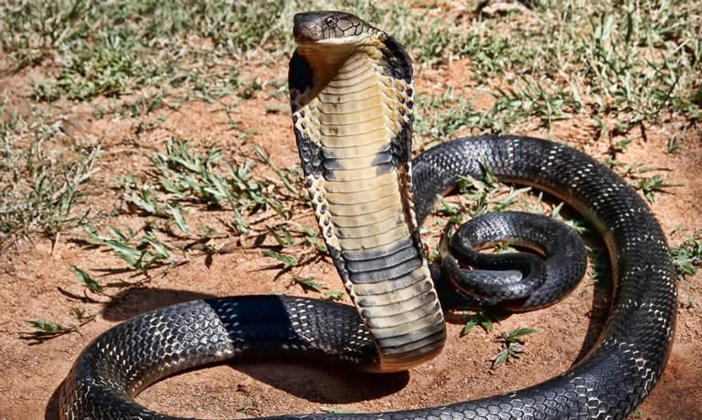 Worlds 10 Deadliest Snakes – Planet Deadly