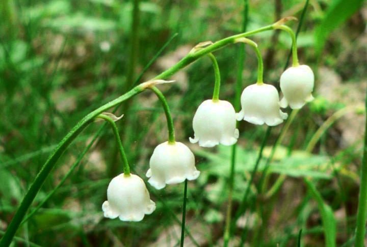 Lily of the Valley (Convallaria majalis) - Beautiful but deadly