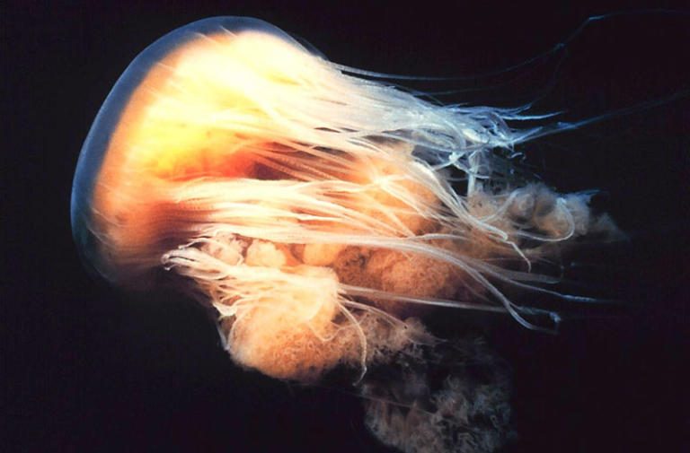 Most Dangerous Jellyfish – Planet Deadly