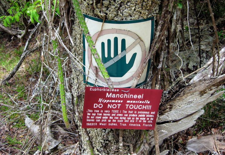 Manchineel Tree (Hippomane mancinella) - World's most poisonous tree