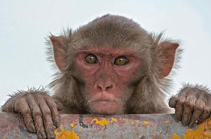 Indian monkey - Rhesus Macaque 