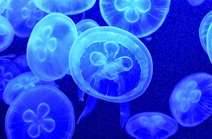 Moon jellyfish - not dangerous