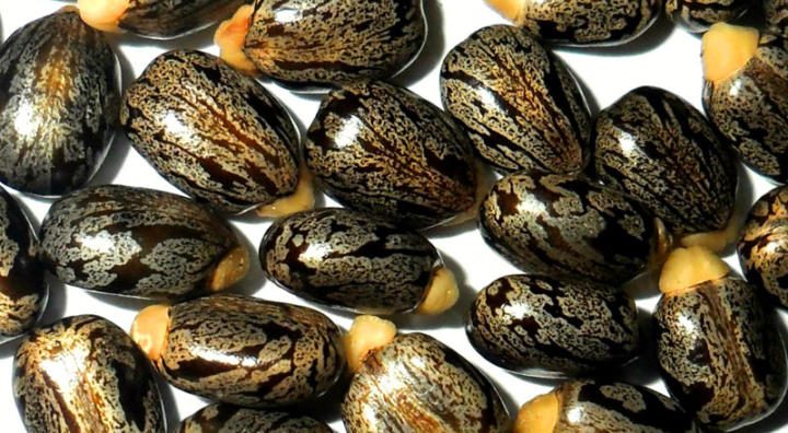 Ricin - Castor beans