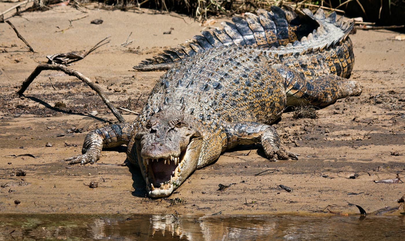 10 Most Dangerous Animals in Australia | Planet Deadly
