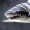 The 10 Most Dangerous Sharks