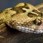 Worlds 10 Deadliest Snakes