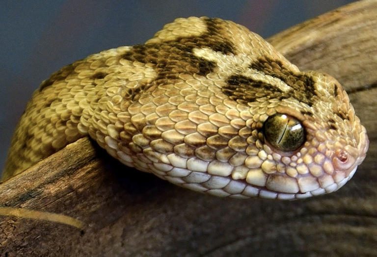 Worlds 10 Deadliest Snakes – Planet Deadly