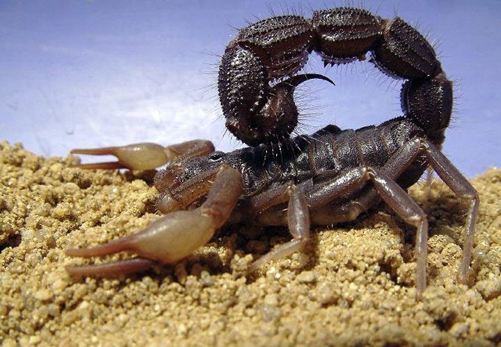Scorpion noir à queue épaisse crachant (Parabuthus transvaalicus)