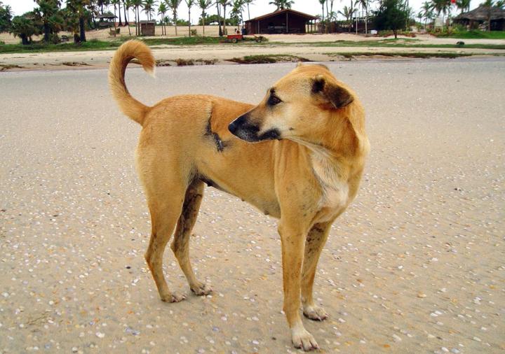 Stray dog - India