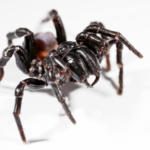 Sydney funnel-web spider