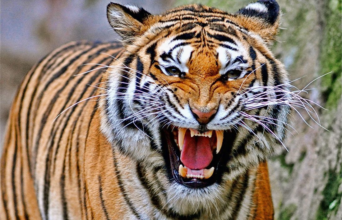 Most Dangerous Animals in India | Planet Deadly