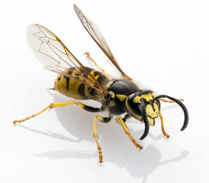 Wasp / Yellowjacket