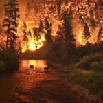 Wildfire / bushfire