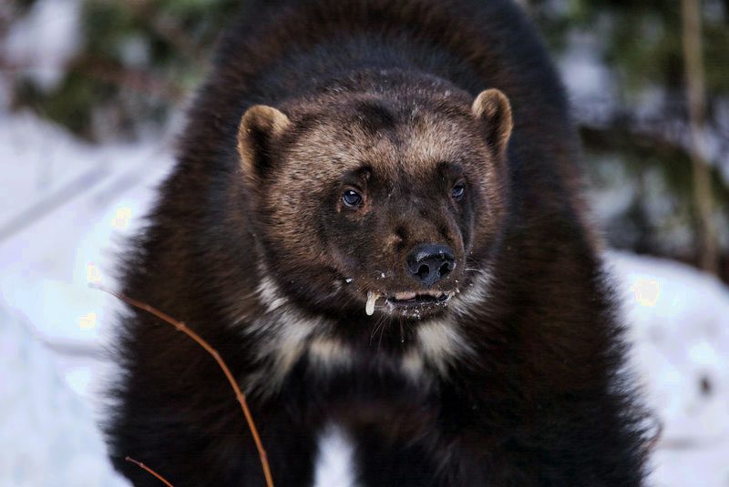 Can a Wolverine Kill a Man and more Wolverine Facts | Planet Deadly